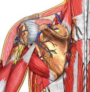 大圆肌与胸背神经桡神经的关系