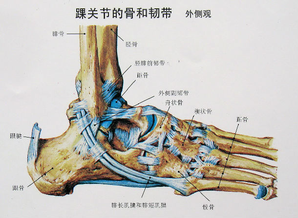 二,踝关节外侧功能解剖  距腓前韧带,跟腓韧带和距腓后韧带是踝关节
