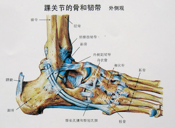 二,踝关节外侧功能解剖  距腓前韧带,跟腓韧带和距腓后韧带是踝