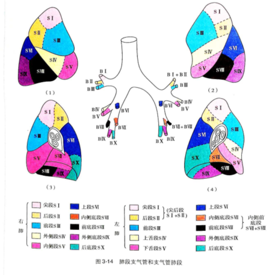 人体肺叶肺段解剖图