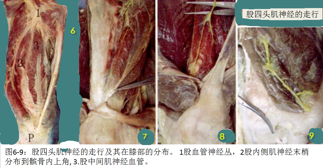 深层为分布到关节周围韧带,关节囊及进入关节内的关节支.