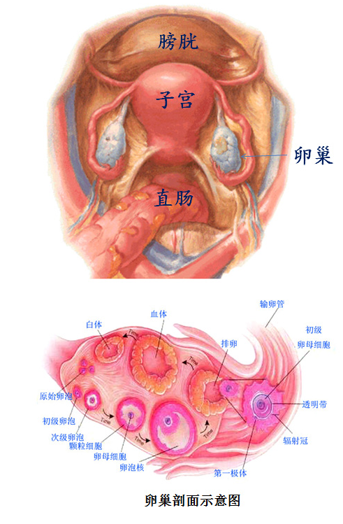 子宫情事第三回弹丸之地太后临卵巢的结构和功能简介