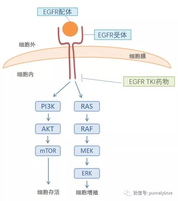 武汉市第六医院tomo中心 egfr-tki