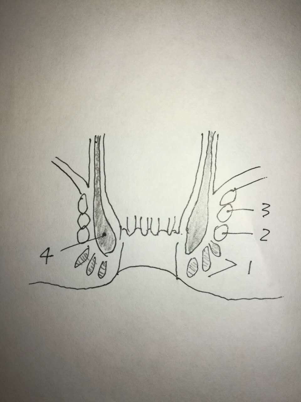肛门周围的肌肉内外括约肌