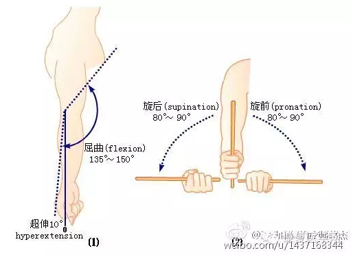 旋前:就是旋转小臂让手心向下,大概80-90.