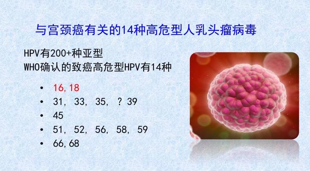 人乳头瘤病毒(hpv)的真情告白_hpv感染