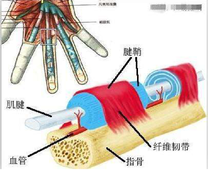 腱鞘囊肿看什么科?