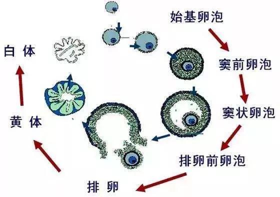 始基卵泡是我们卵巢内卵泡的最原始形态,也是卵细胞储备的唯一形式