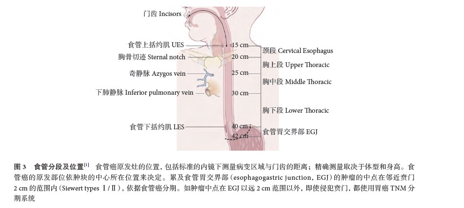 上图中的20cm:胸部食管的最上端和颈部食管分界线,距离我们的门牙20