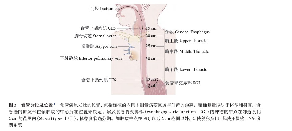 上图中的25cm:胸部食管的上段和中段分界线,距离我们的门牙25厘米.