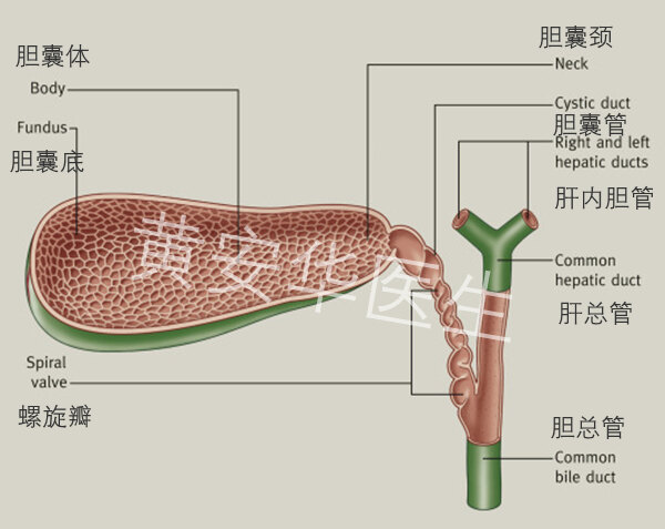 胆在人体中起什么作用?切胆后人还能活吗?_胆囊切除术