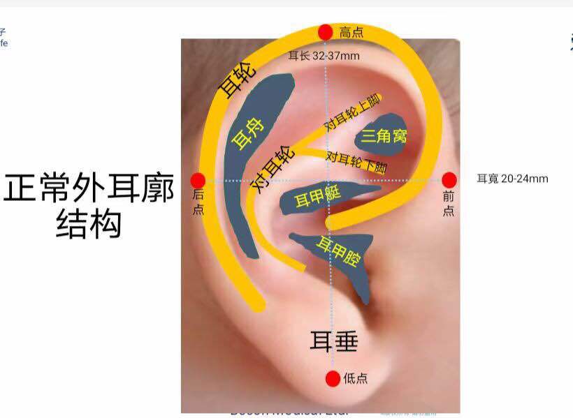 耳廓主要的表面标志:耳廓前面凹凸不平,主要标志有耳轮,对耳轮,舟状窝
