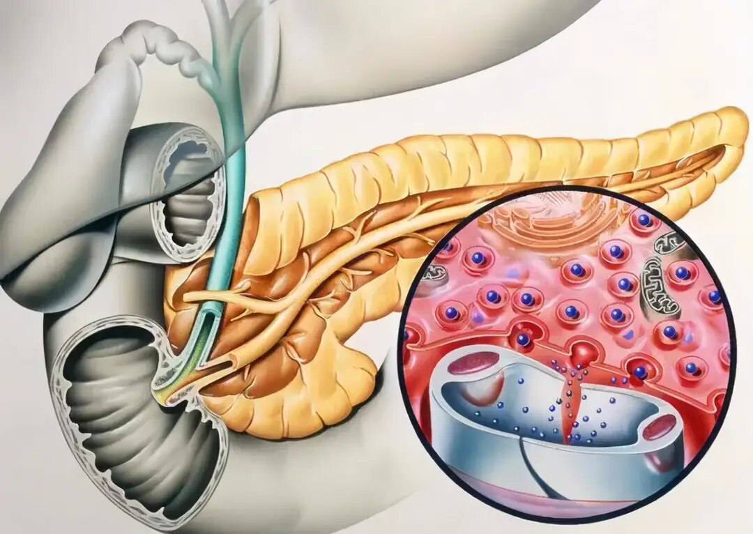 胰腺是什么器官?有什么作用?