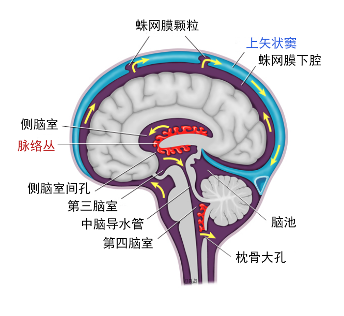 大部分脑脊液是由脑室内的脉络丛(相当于进水口)分泌的,通过两边对称