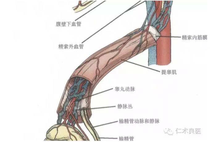 睾丸的大体结构及血管系统