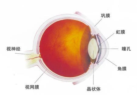近视激光手术与视网膜脱离的关系_视网膜脱落_视网膜