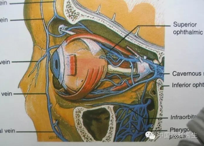 眼眶的解剖最全面的图文详解