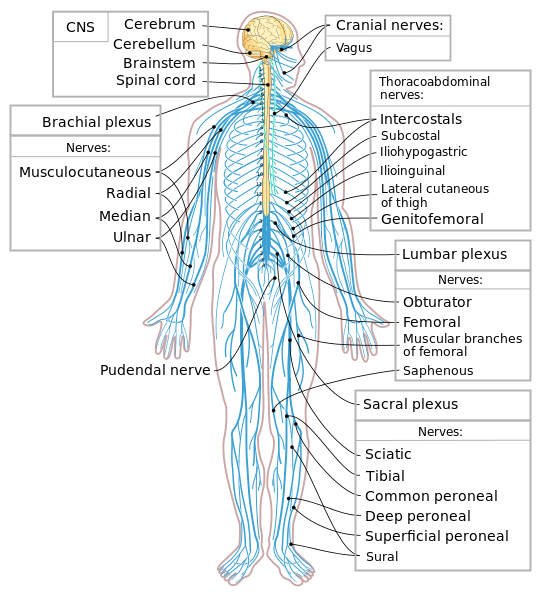 神经系统---人体内起主导作用的功能调节系统 