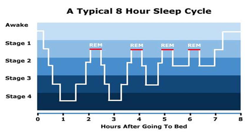 正常睡眠结构图