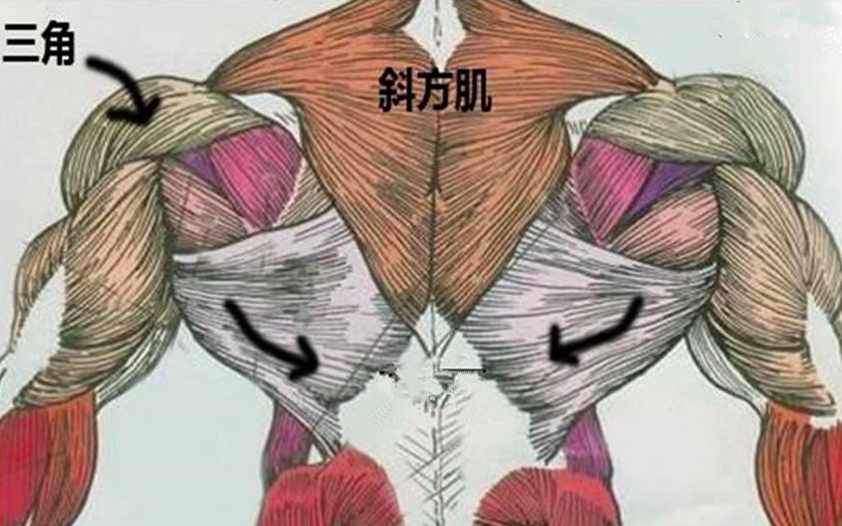 董双海医生讲堂:肩颈疼痛,几个简单动作安抚斜方肌肩颈疼痛