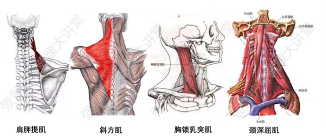 头前直肌和头外侧直肌所组成,它们位于气管和颈椎之间的颈前最深层屈