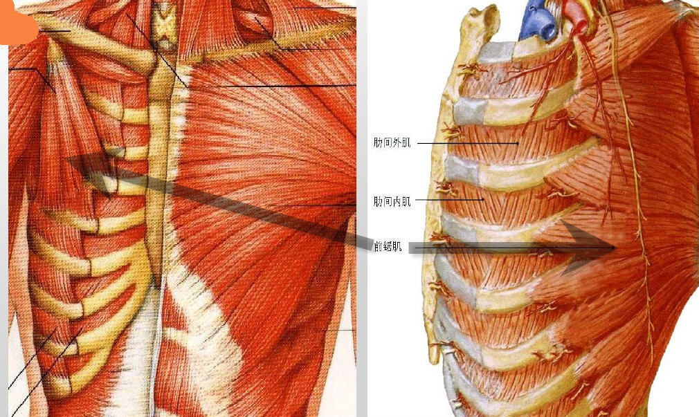 2低位前锯肌平面阻滞t2-t11肋间神经外侧皮支和肋间神经前皮支解剖