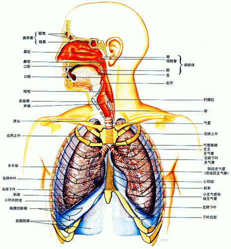 人体气户位置图图片