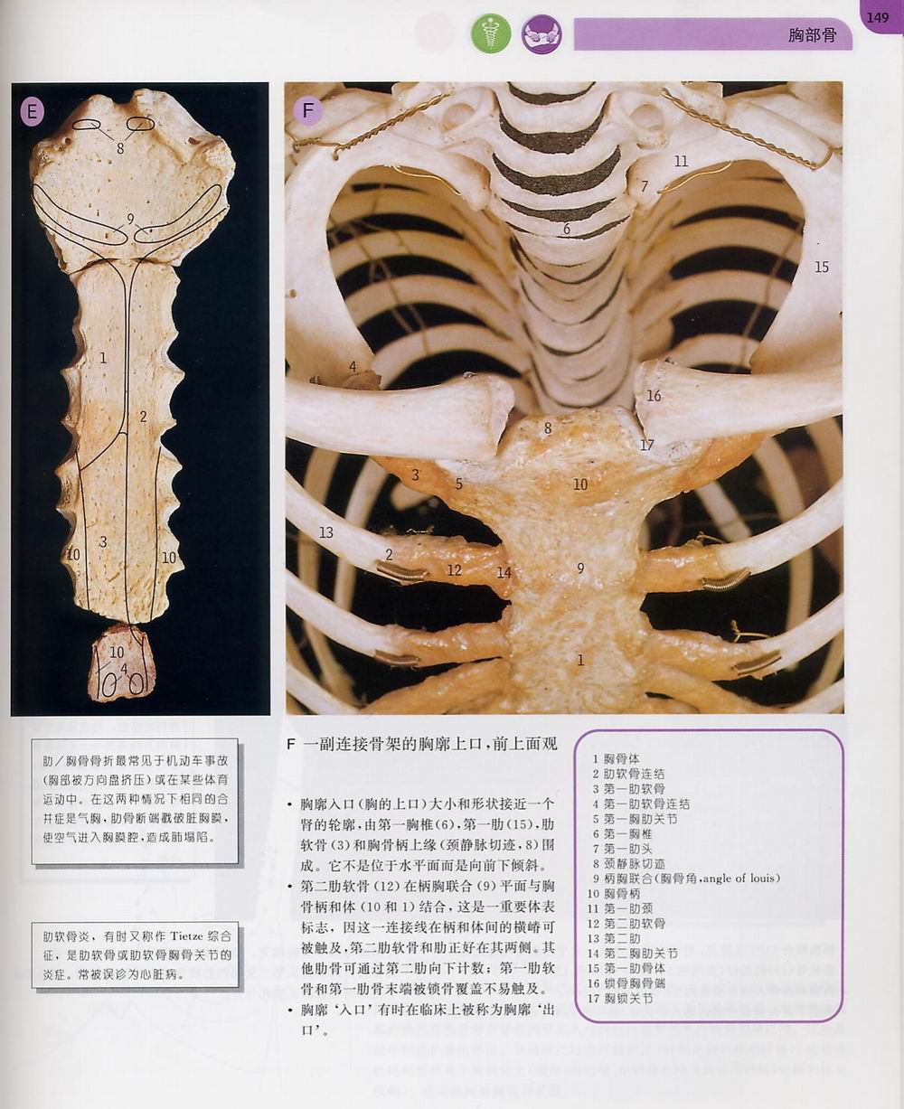骨性胸廓 - 好大夫在线
