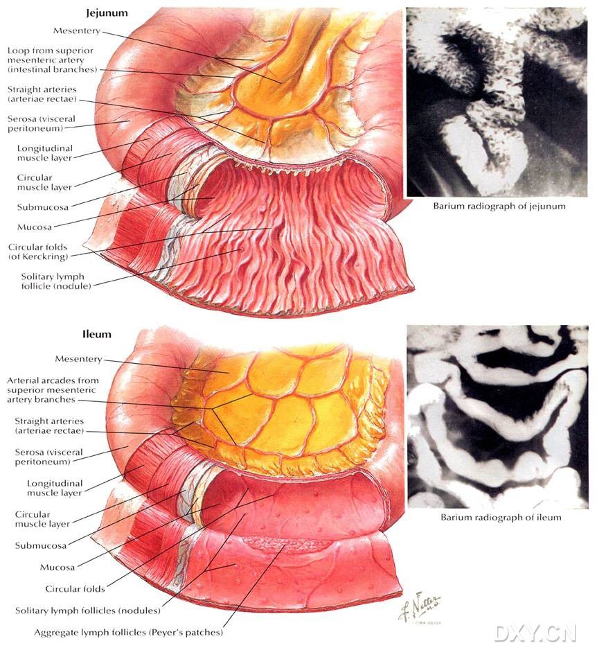 空回肠 - 好大夫在线