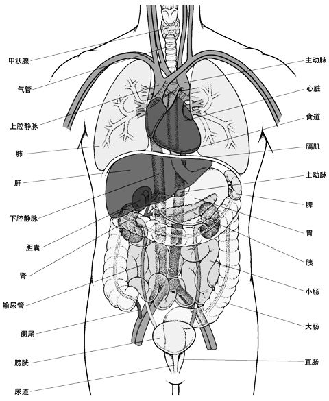 内分泌系统简图手绘图片