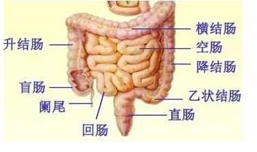 专家提醒:年关将至,生菜生肉莫吃——谨防寄生虫风暴 - 好大夫在线
