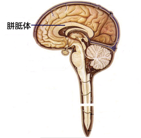 胼胝体在脑部的位置图图片