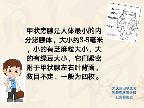 甲狀腺貼於喉和氣管的側面,上端達甲狀軟骨的中部,下端抵第4氣管環,其