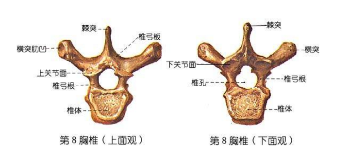 胸椎小關節紊亂的診斷與治療