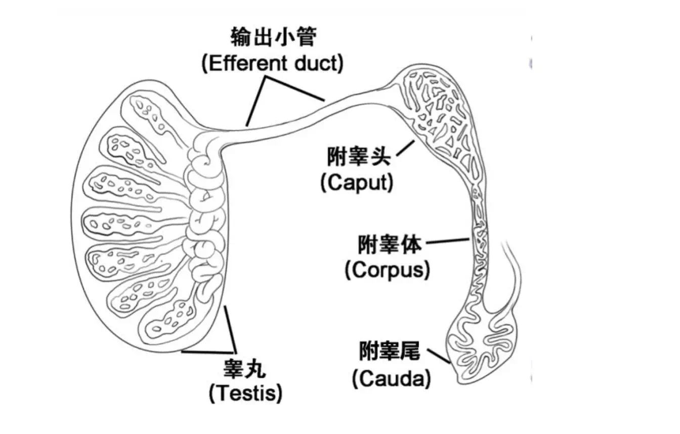 关于显微镜下输精管附睾吻合术的那点事儿!没精子,堵了,哪里堵了?