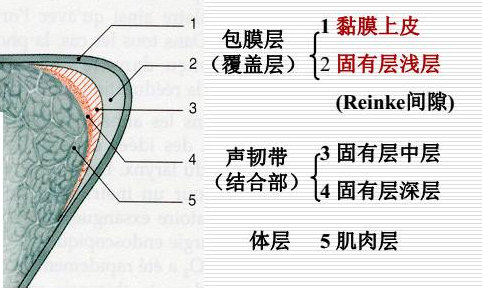 声带在显微镜下分五层结构,分别是粘膜层,固有层浅层(任克间隙,固有