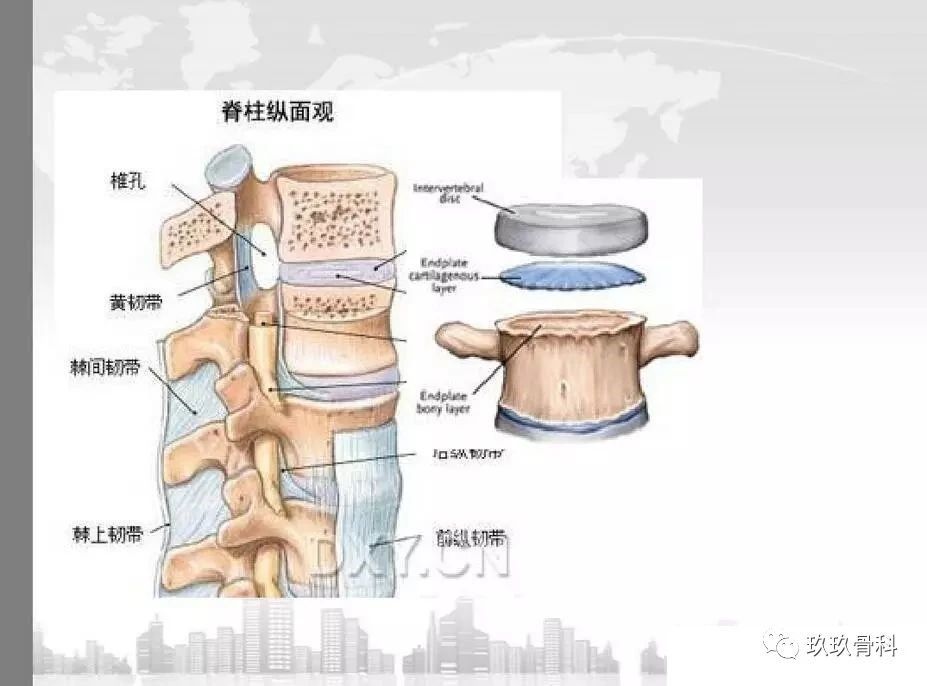 腰椎终板解剖位置图片