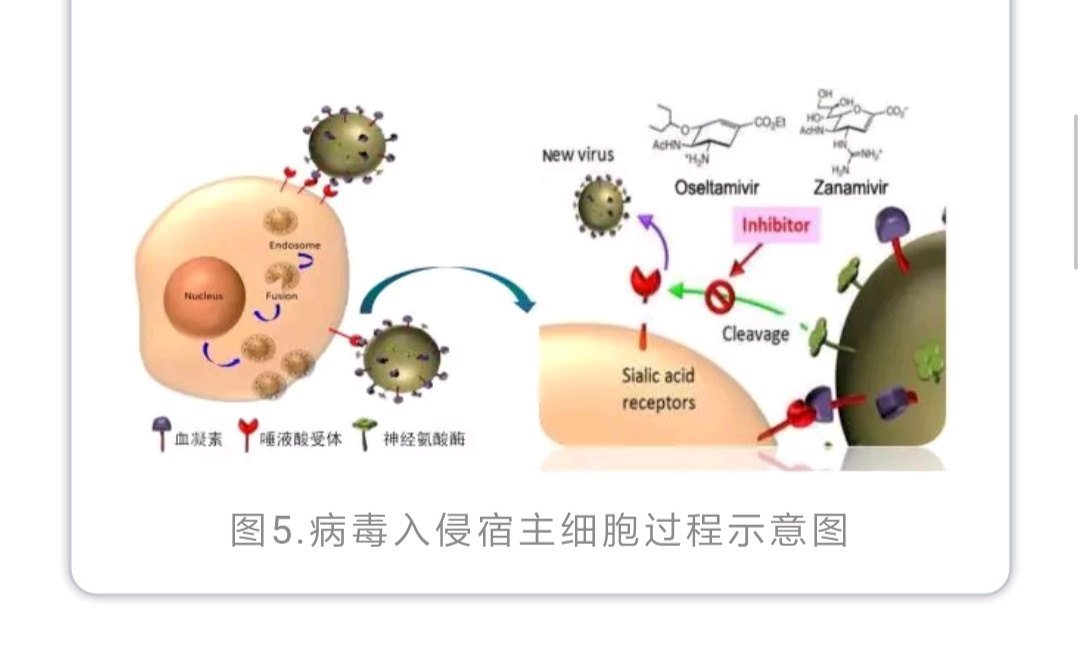 流感病毒水解细胞膜上的神经氨酸(唾液酸),阻止繁殖后的病毒离开宿主