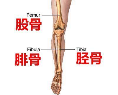 患者教育 胫骨骨折 基础篇 骨折 骨折疾病介绍 患者教育 胫骨骨折 基础篇 骨折 骨折疾病介绍
