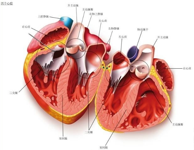 四个心腔 png