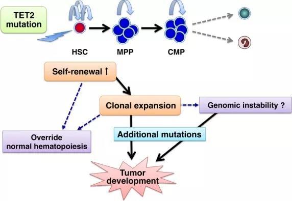 什么是基因突变频率 wYYBAF22hGeAEZsZAABj4A8p06E975.jpg?_ms_=b2c9