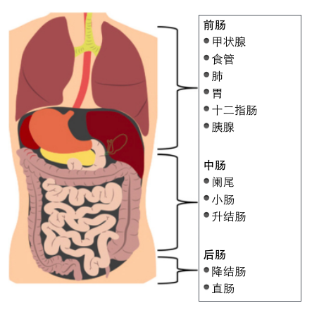 关于神经内分泌肿瘤 你必须知道的几个重点 神经内分泌肿瘤