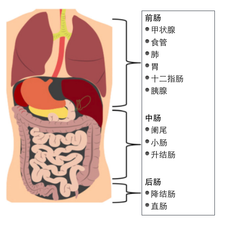 关于神经内分泌肿瘤 你必须知道的几个重点 神经内分泌肿瘤 关于神经内分泌肿瘤 你必须知道的几个重点 神经内分泌肿瘤