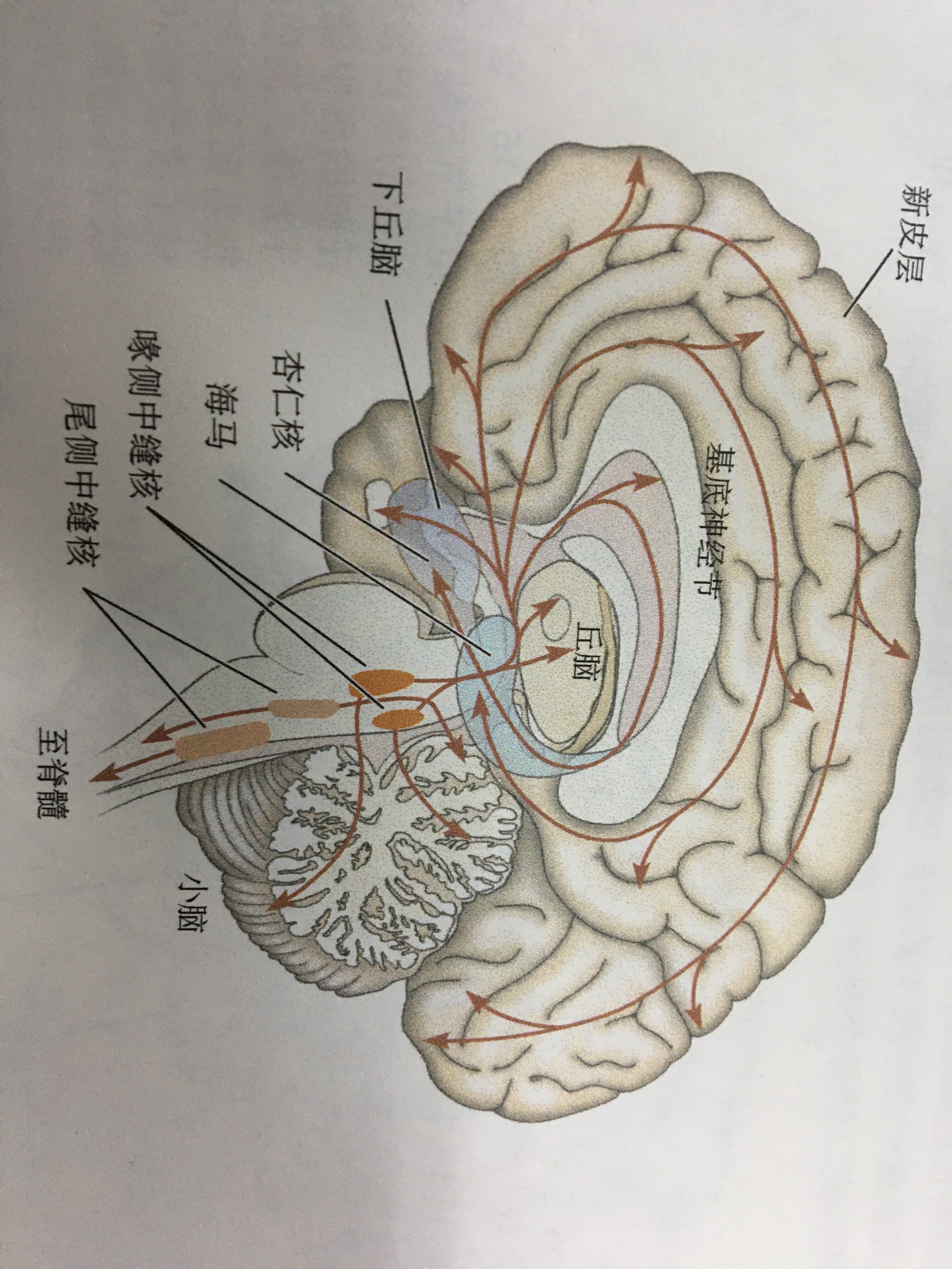 5羟色胺对脊髓和脑区的双重支配 好大夫在线