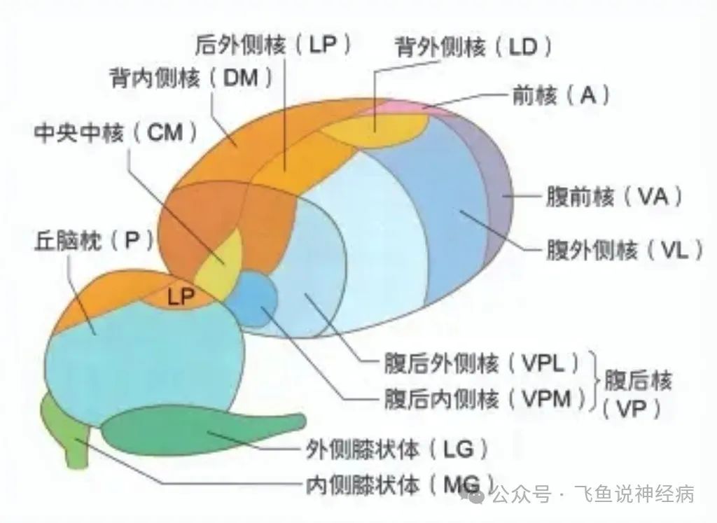 丘脑究竟是干嘛用的? - 好大夫在线