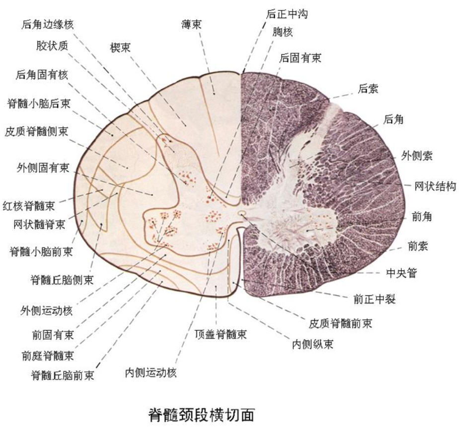 脊髓横断面解剖图图片