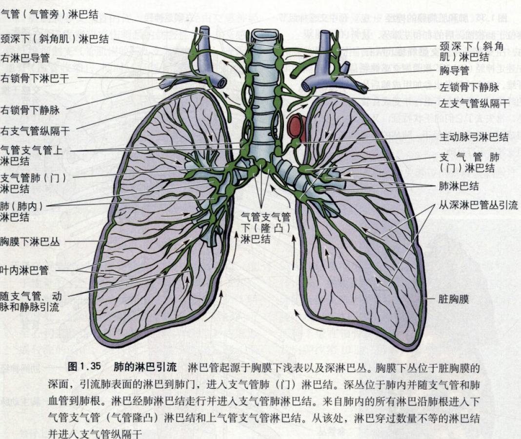 肺淋巴结分组图谱图片