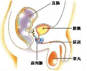 什么是前列腺?有什么作用?