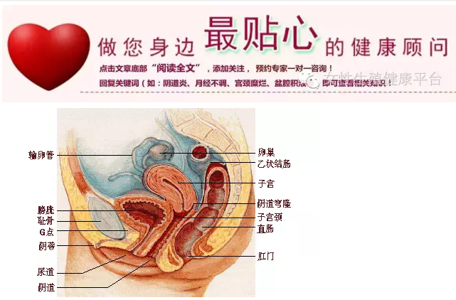 没想到女性生殖系统的保养这么重要