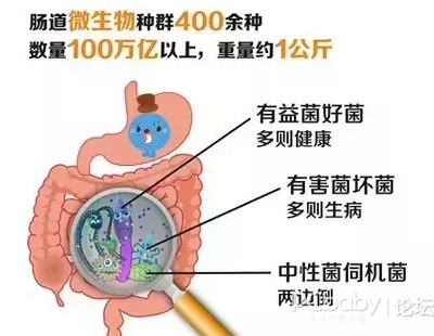 肠道微生态1.png